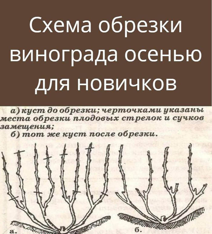 Обрезка винограда осенью для начинающих с фото – зачем, когда и как