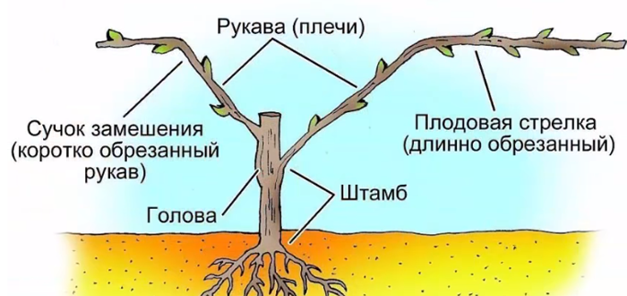 Обрезка винограда осенью для начинающих с фото – зачем, когда и как