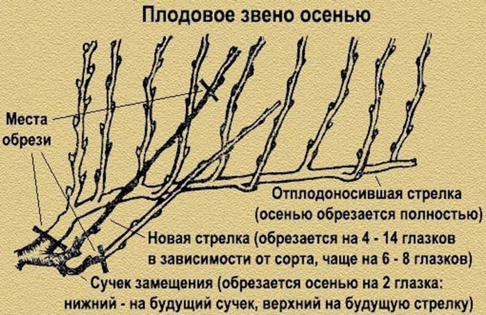 Обрезка винограда осенью для начинающих с фото – зачем, когда и как