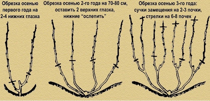 Обрезка винограда осенью для начинающих с фото – зачем, когда и как