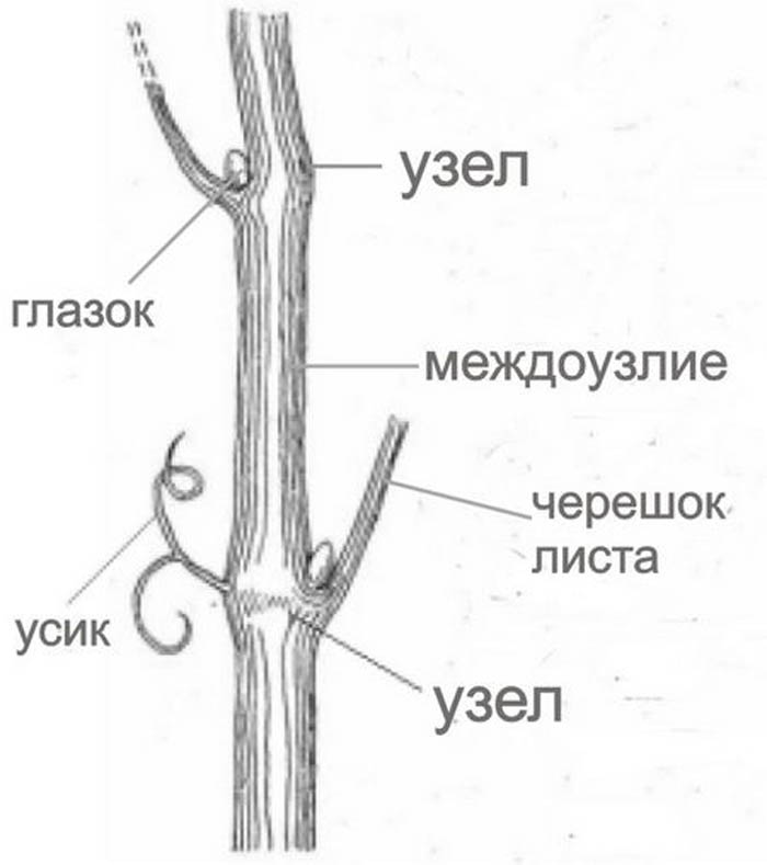 Обрезка винограда осенью для начинающих с фото – зачем, когда и как