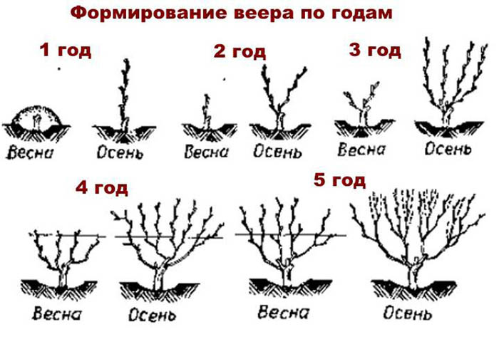 Обрезка винограда осенью для начинающих с фото – зачем, когда и как