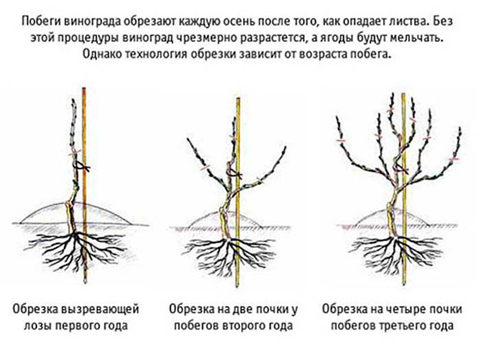 Обрезка винограда осенью для начинающих с фото – зачем, когда и как