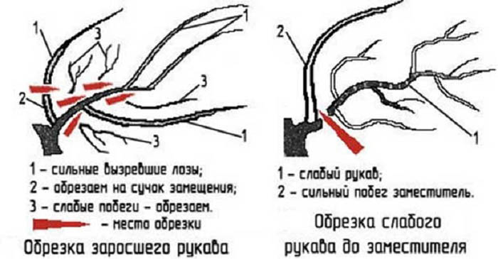 Обрезка винограда осенью для начинающих с фото – зачем, когда и как