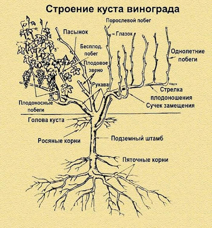 Обрезка винограда осенью для начинающих с фото – зачем, когда и как