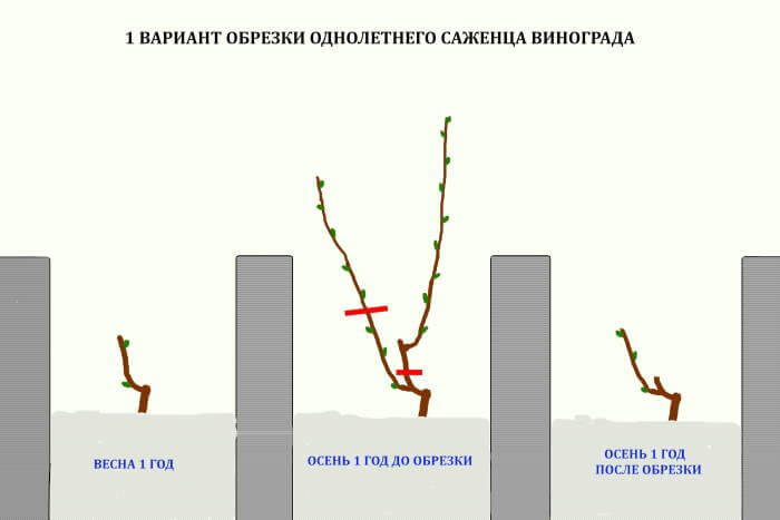 Обрезка винограда в 2024 году: инструкция для начинающих – как правильно обрезать виноград