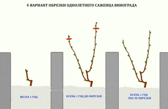 Обрезка винограда в 2024 году: инструкция для начинающих – как правильно обрезать виноград