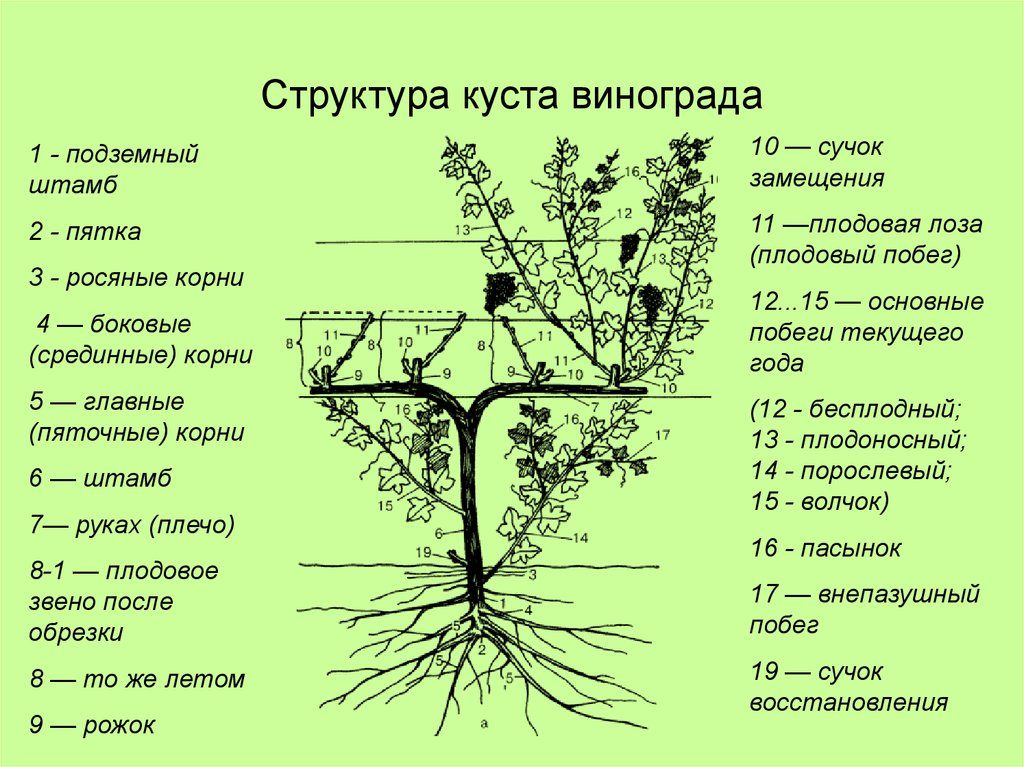 Обрезка винограда в 2024 году: инструкция для начинающих – как правильно обрезать виноград