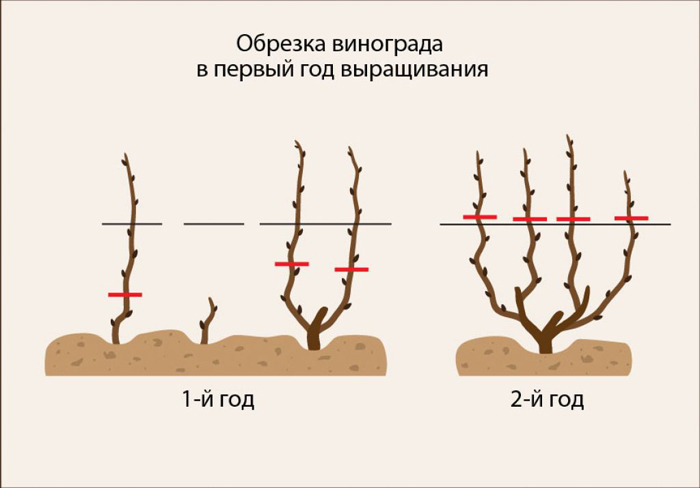 Обрезка винограда в 2024 году: инструкция для начинающих – как правильно обрезать виноград