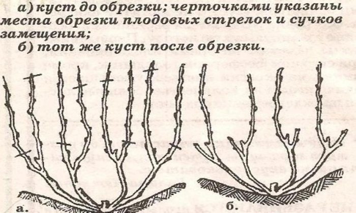 Обрезка винограда в 2024 году: инструкция для начинающих – как правильно обрезать виноград