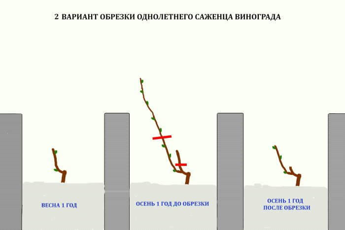 Обрезка винограда в 2024 году: инструкция для начинающих – как правильно обрезать виноград