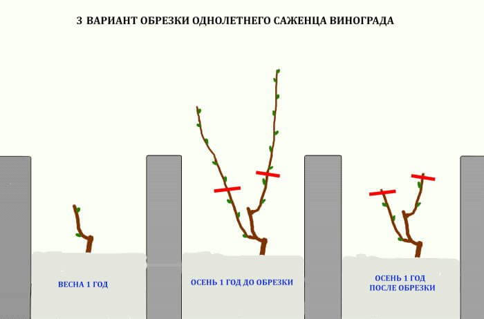 Обрезка винограда в 2024 году: инструкция для начинающих – как правильно обрезать виноград