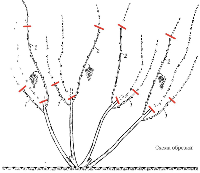 Обрезка винограда в 2024 году: инструкция для начинающих – как правильно обрезать виноград