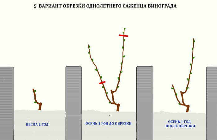 Обрезка винограда в 2024 году: инструкция для начинающих – как правильно обрезать виноград