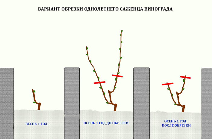 Обрезка винограда весной, инструкция для начинающих — зачем, когда и как