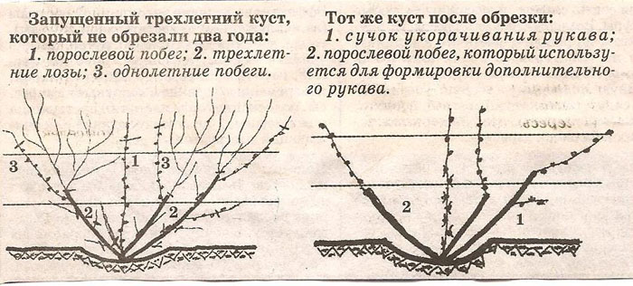 Обрезка винограда весной, инструкция для начинающих — зачем, когда и как