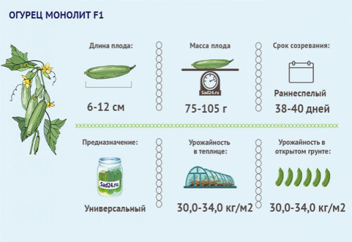 Огурец Монолит F1 (30 фото) — описание сорта, урожайность, выращивание