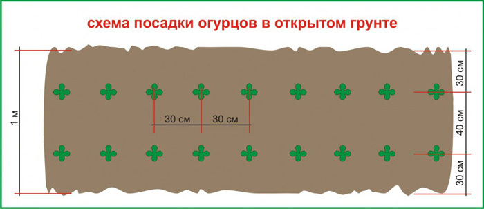 Огурец Монолит F1 (30 фото) — описание сорта, урожайность, выращивание