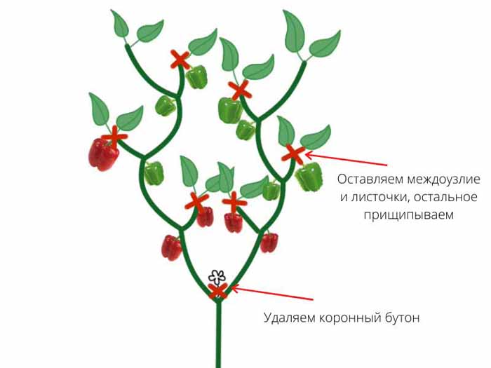 Перцы гогошары (22 фото) – описание сорта, особенности выращивания гогошар