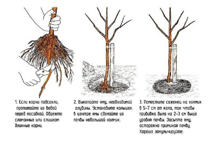 Персик Редхейвен. Описание сорта, отзыв о персике Рейдхевен