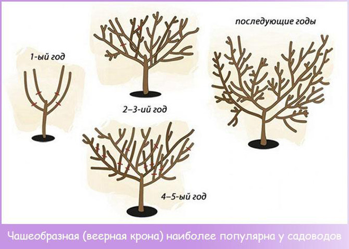 Персик Редхейвен. Описание сорта, отзыв о персике Рейдхевен