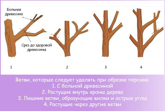 Персик Редхейвен. Описание сорта, отзыв о персике Рейдхевен