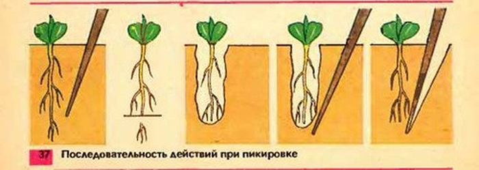 Пикировка томатов – когда и как правильно пикировать рассаду помидоров