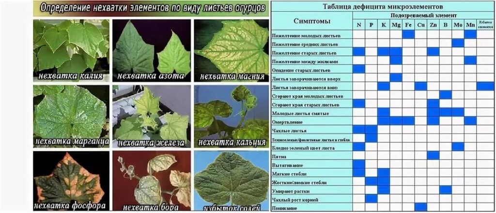 Пятна на листьях огурцов — почему они появляются и что делать