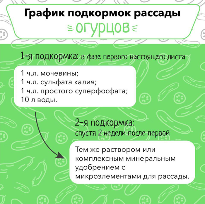 Почему вытягивается рассада – 5 причин и их решение