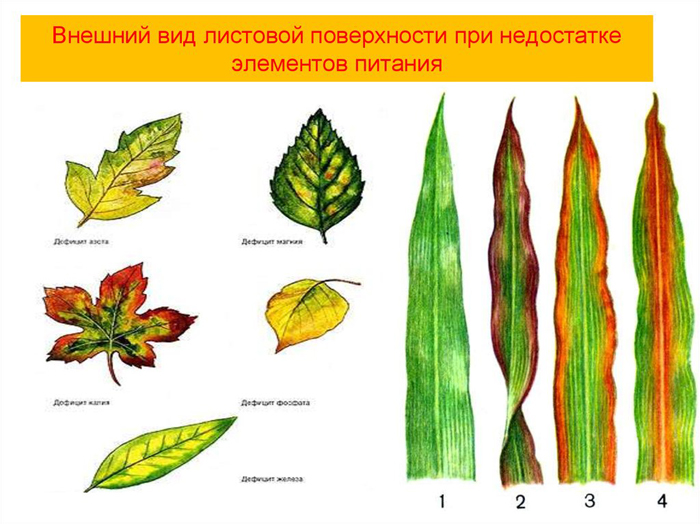 Почему желтеет лук и что делать, если желтеют перья лука на грядке