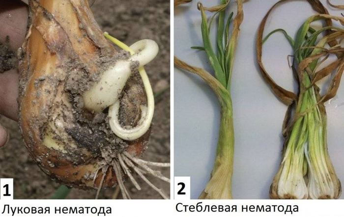 Почему желтеет лук и что делать, если желтеют перья лука на грядке