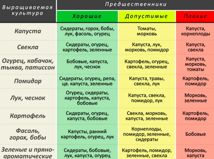 Почему желтеет укроп и что с этим делать? Опыт садоводов