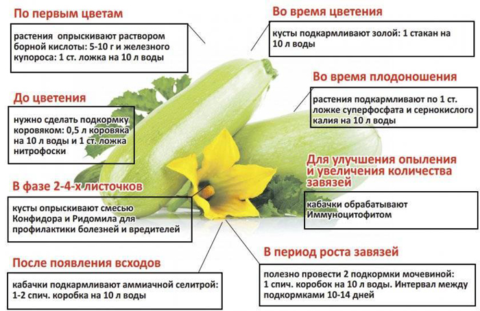 Подкормка кабачков – рабочие схемы и дозировки удобрений