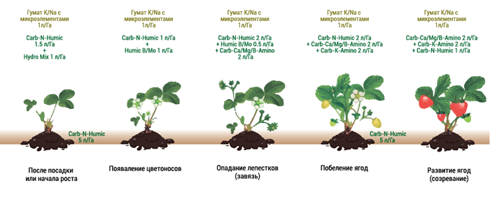 Подкормка клубники – чем и когда подкармливать клубнику: схемы и дозировки