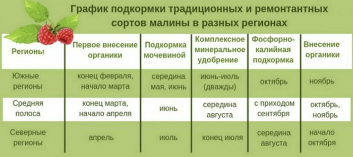 Подкормка малины от А до Я: когда, чем и как удобрять малину для богатого урожая