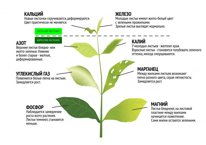 Подкормка перца — когда и чем подкормить перец