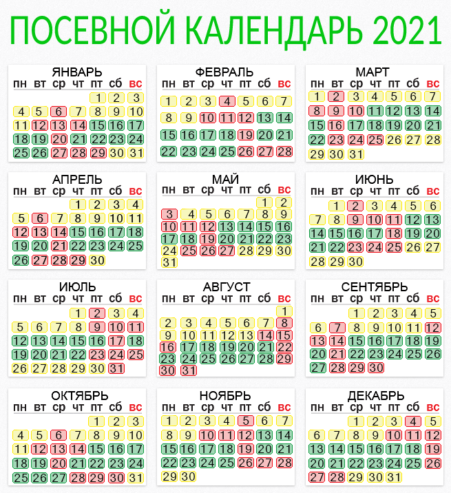 Посадка чеснока осенью 2024 года: когда и как его посадить