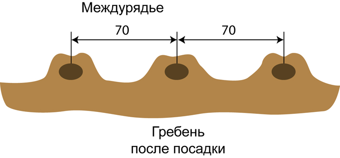 Посадка картофеля в открытый грунт в 2024 году — когда и как правильно сажать