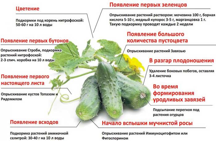 Посадка огурцов в открытый грунт — когда и как правильно сажать огурцы