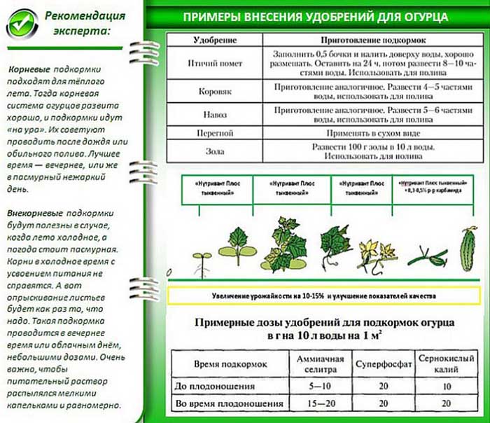 Посадка огурцов в открытый грунт — когда и как правильно сажать огурцы