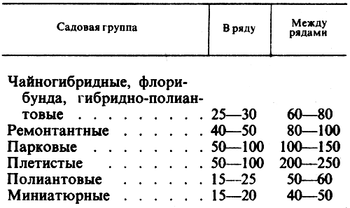 Посадка роз осенью — как и когда сажать, обрезка, подготовка к зиме