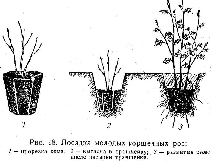 Посадка роз осенью — как и когда сажать, обрезка, подготовка к зиме