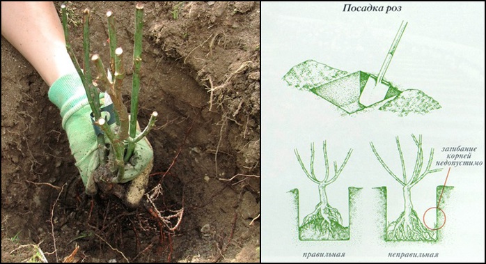 Посадка роз осенью — как и когда сажать, обрезка, подготовка к зиме