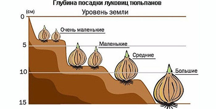 Посадка тюльпанов осенью 2022: сроки и особенности