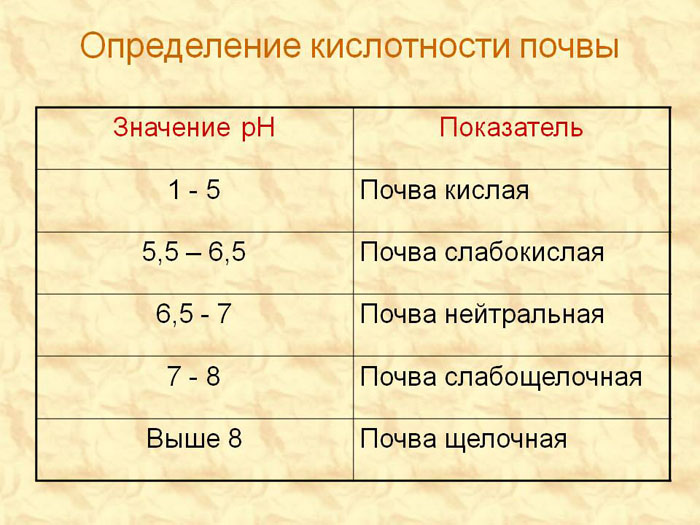 Посадка тюльпанов осенью 2022: сроки и особенности