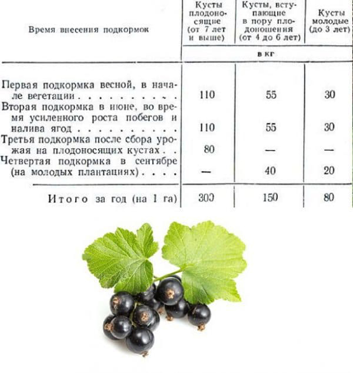 Правильный уход за смородиной: что делать, чтобы было много крупных ягод