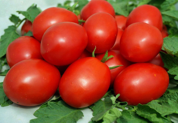 Ранние сорта томатов — ТОП-33 сортов 2024 года