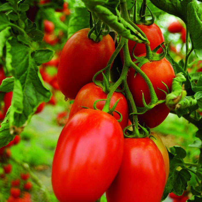 Ранние сорта томатов — ТОП-33 сортов 2024 года