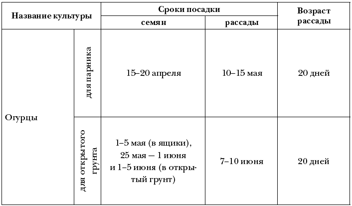 Рассада огурцов — все от А до Я как легко вырастить крепкую рассаду огурцов