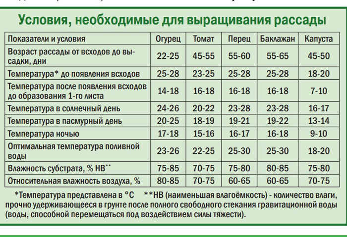 Рассада огурцов — все от А до Я как легко вырастить крепкую рассаду огурцов